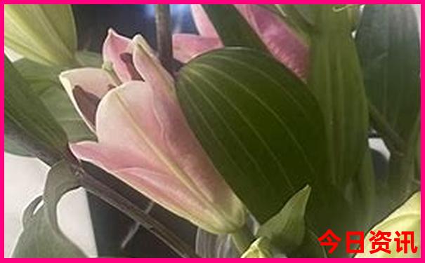 东江湖自驾游攻略一日游